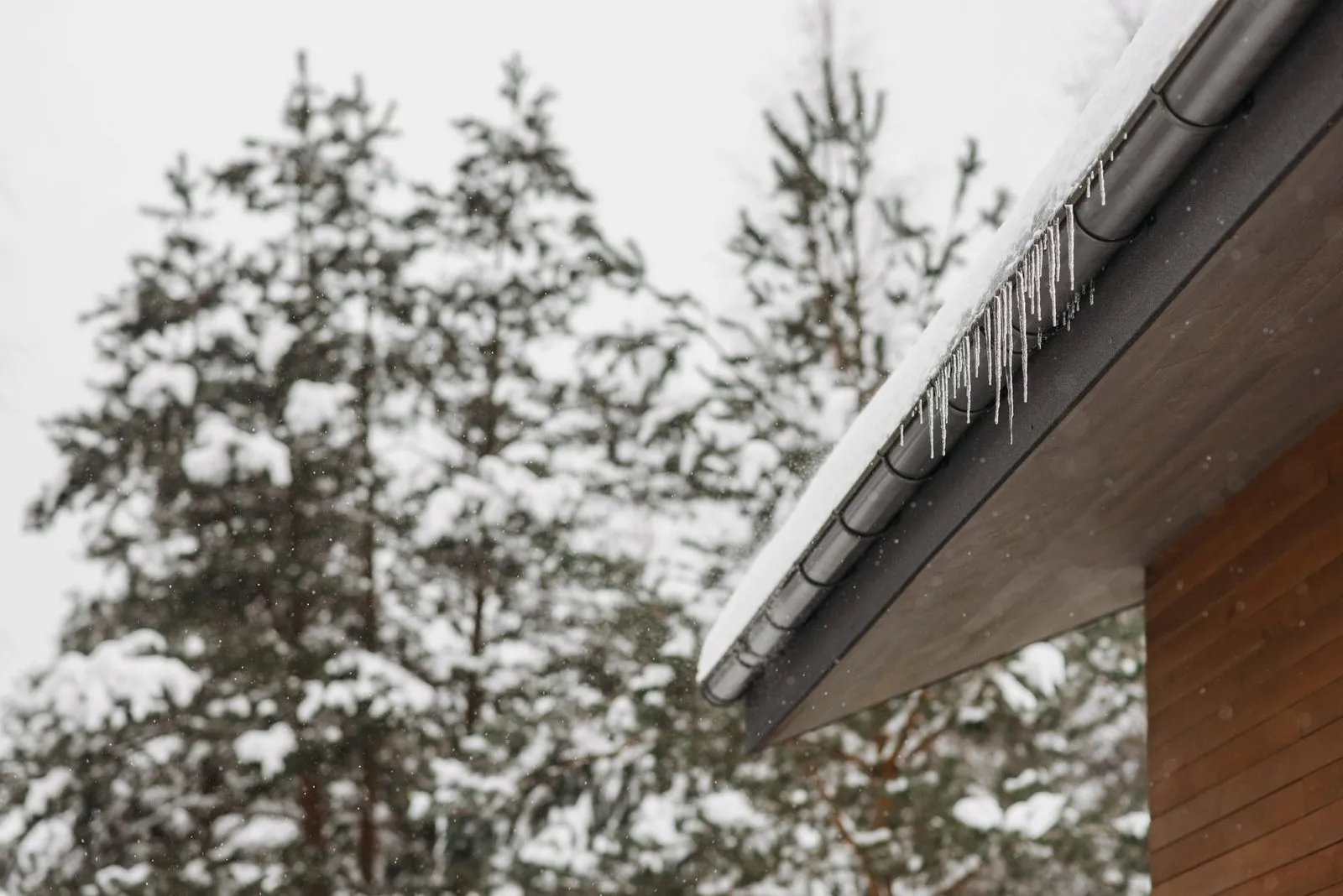 Snow on a roof edge with icicles hanging from the gutter, surrounded by snow-covered evergreen trees